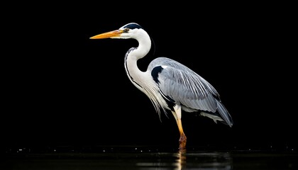 Fototapeta premium Grey heron in profile, black background