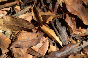 Hojas secas en el suelo, hojas de árboles en el otoño a la luz del sol