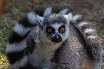 ring-tailed lemur