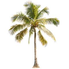 Obraz premium Isolated tropical palm tree (2)