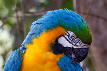blue and yellow macaw