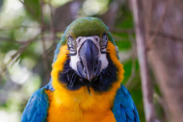 Blue-and-yellow Macaw - Ara ararauna