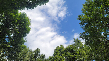 晴天の空・森の木々／Clear sky and forest trees／맑은 하늘과 숲의 나무들
