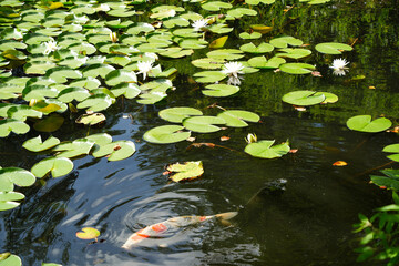 水辺に咲くスイレンと泳ぐ錦鯉