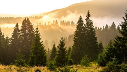 Misty sunrise illuminates a coniferous forest on a mountainside