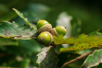 秋の森　木に実る緑色のドングリをマクロ撮影05