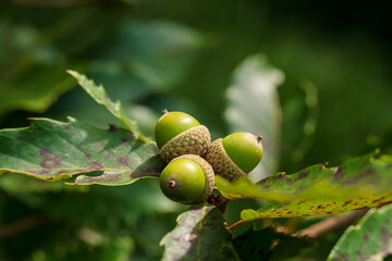 秋の森　木に実る緑色のドングリをマクロ撮影06