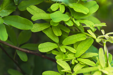 秋の森　曇り日の野草の葉のアップ03