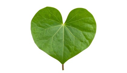 Heart-shaped green leaf