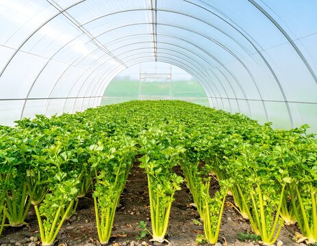 Celery plants grown in a large greenhouse
