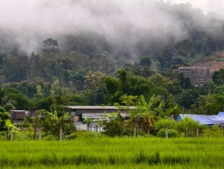 A flock of egrets flying through the rice fields in Umphang District, Tak Province is a beautiful natural scene that indicates the fertility of the area and the transition into the rainy season.