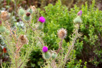 Purple thistle flowers and plants