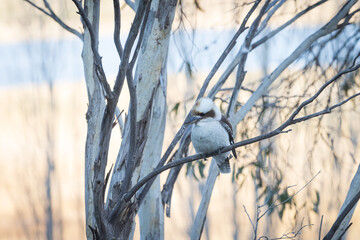 An iconic Australian kookaburra bird perched on a eucalypt tree branch.
