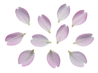 Obraz premium Delicate falling cherry blossom petals scattered on a dark surface