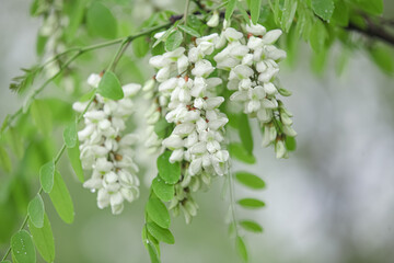 White Acacia Flowers Blooming on Green Branch - Fresh Spring Tree Blossoms in Natural Garden Setting