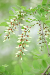 White Acacia Flowers Blooming on Tree Branch with Fresh Green Foliage in Spring Garden