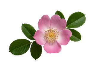 Delicate pink wild rose blossom with green leaves on black