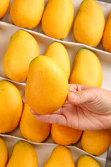 Fresh Hainan Mango Selection at Market - Hand Picking Ripe Golden Tropical Fruit