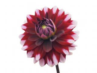 Stunning bicolor dahlia flower close up petals bloom nature photography detail