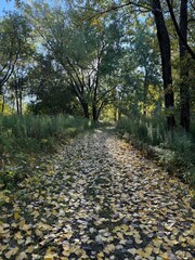 Autumn in Boucherville Islands National Park, Quebec, Canada