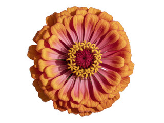 Vibrant orange and pink zinnia flower close-up macro petal detail blooming nature