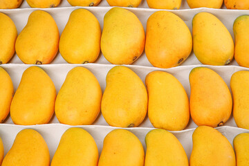Fresh Xiaotainong Mangoes from Hainan China Arranged in Market Display Rows