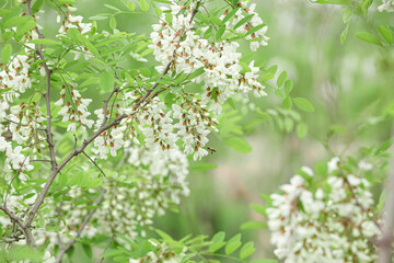Fresh White Acacia Flowers Blooming on Green Branches in Natural Spring Setting