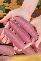 Fresh Small Purple Sweet Potatoes in Hands - Organic Root Vegetables
