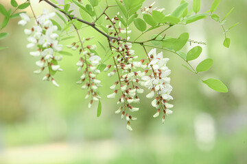 White Locust Tree Flowers Blooming on Green Branches in Spring Garden