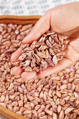 Fresh Pinto Beans in Hands - Colorful Dried Legumes from Farm Harvest in Wooden Container
