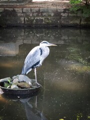 Heron standing on rocky island in tranquil pond