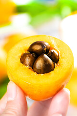 Fresh Loquat Fruit with Seeds from Yunnan China Gaoshan Region Healthy Organic Asian Produce