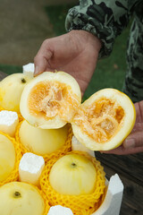 Fresh Golden Sweet Melon Cut in Half Showing Interior Flesh and Seeds