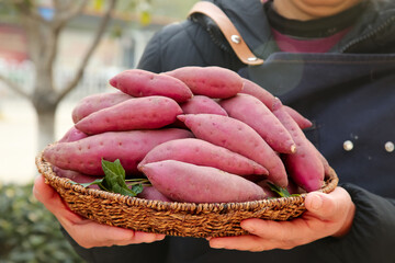 Fresh Sweet Potatoes in Wicker Basket Held by Farmer - Organic Root Vegetables