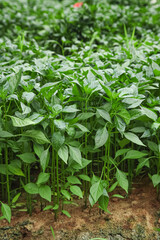 Green Chili Pepper Seedlings Growing in Greenhouse Cultivation for Agricultural Harvest