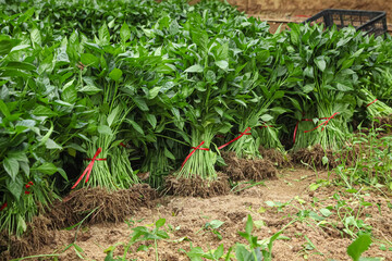 Green Vegetable Seedlings Bundled for Planting in Organic Garden Farm