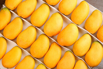 Fresh Tainung Mangoes in Wooden Crates Ready for Picking and Market Sale
