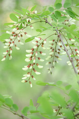 White Acacia Flowers with Fresh Green Leaves in Natural Spring Garden Setting