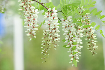 White Sophora Tree Flowers Blooming in Spring with Green Leaves and Natural Background