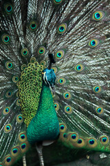 Obraz premium peacock with feathers