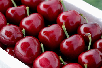 Fresh Red Cherries from Shandong Province in White Container - Premium Domestic Fruit