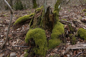 moss on tree