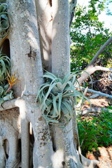 Sarasota, Florida USA - Sep 15, 2025: Marie Selby Botanical Garden and museum at Sarasota