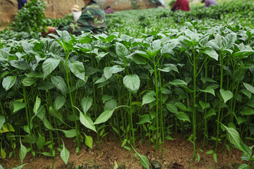 Artichoke Seedlings Growing in Greenhouse Field with Farmers Working in Background