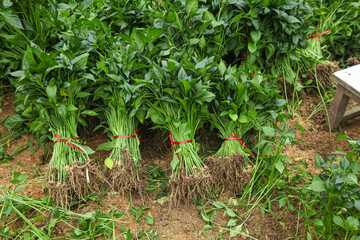 Fresh pepper seedlings bundled for planting in organic farm field cultivating vegetables