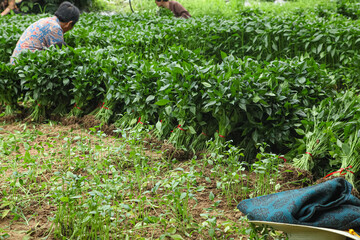 Green Chili Pepper Seedlings Harvest in Cultivated Agricultural Field