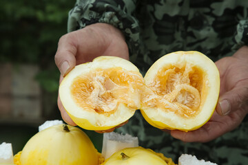 Fresh Cut Yellow Melon Halves Showing Sweet Interior Flesh and Seeds in Hands