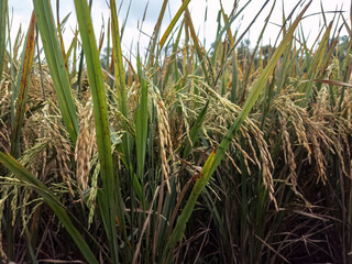 Fototapeta premium Rice plants with heavy grain heads. Fresh paddy rice green farm scene. Natural rice ears growing outdoor. Closeup lush paddy crop farm field. Rural rice plantation green view. Farming rice grain