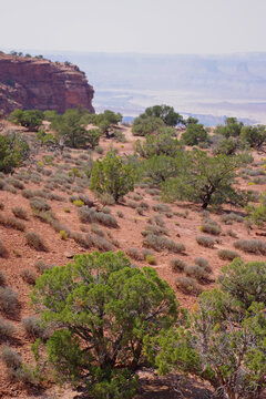 Canyonlands National Park desert vegetation with cliffs and buttes
