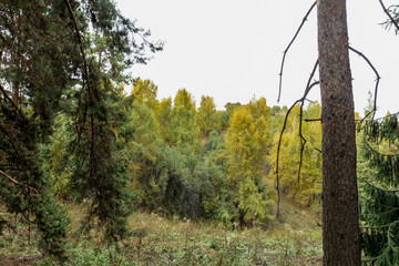 autumn in the forest